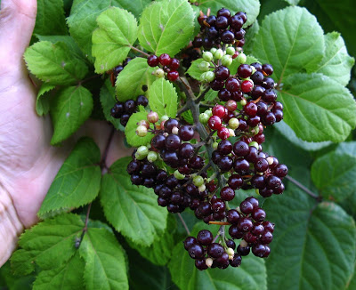 spikenard
